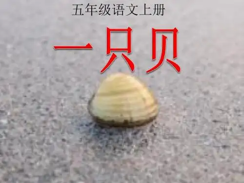 西师大小学五年级语文上册《一只贝》课件