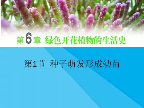 种子萌发形成幼苗PPT课件3 北师大版优秀课件