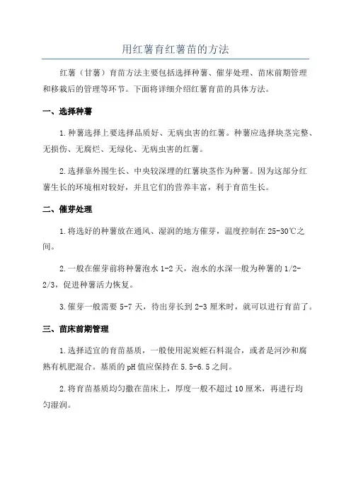 用红薯育红薯苗的方法