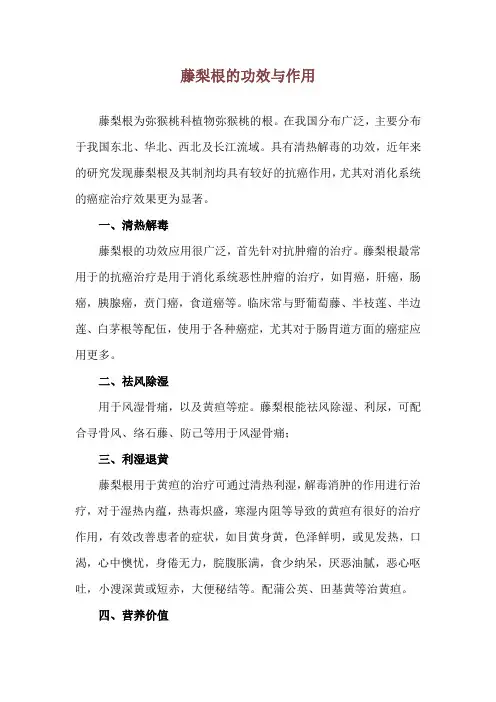 藤梨根的功效与作用