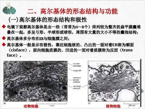 真核细胞内膜系统蛋白质分选与膜泡运输2PPT.