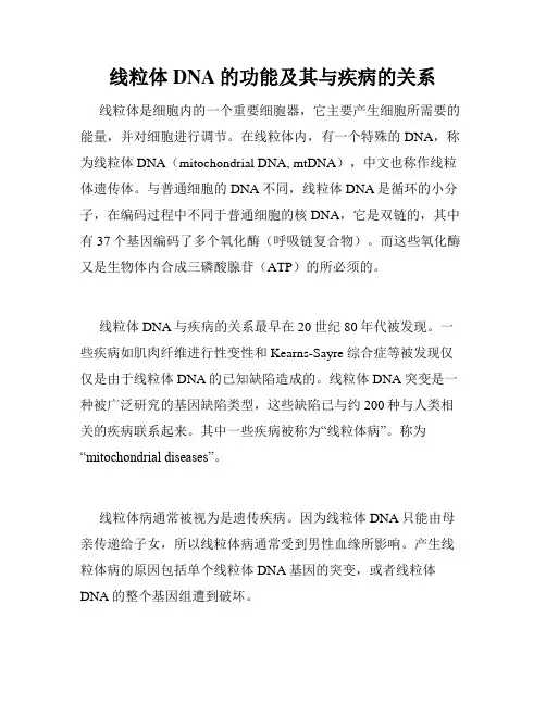 线粒体DNA的功能及其与疾病的关系