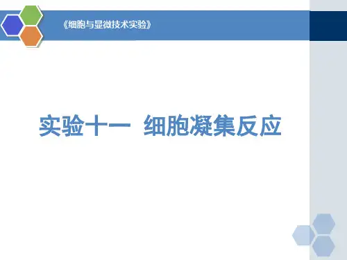 实验十一细胞凝集反应