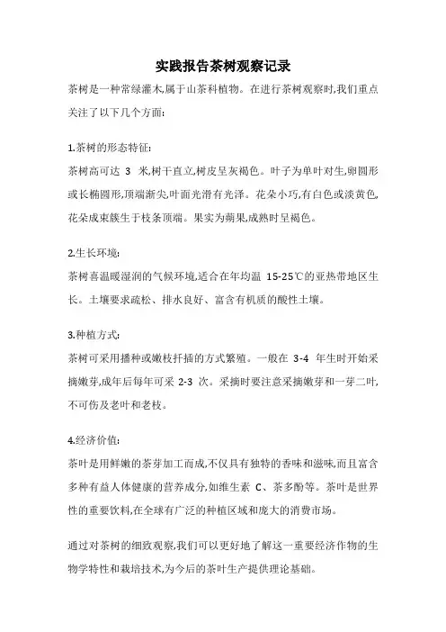 实践报告茶树观察记录
