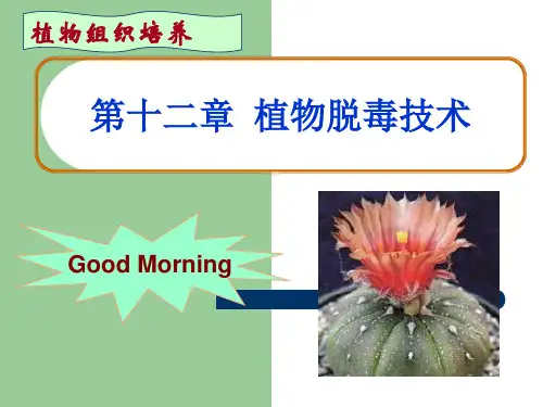 第十二章植物脱毒技术