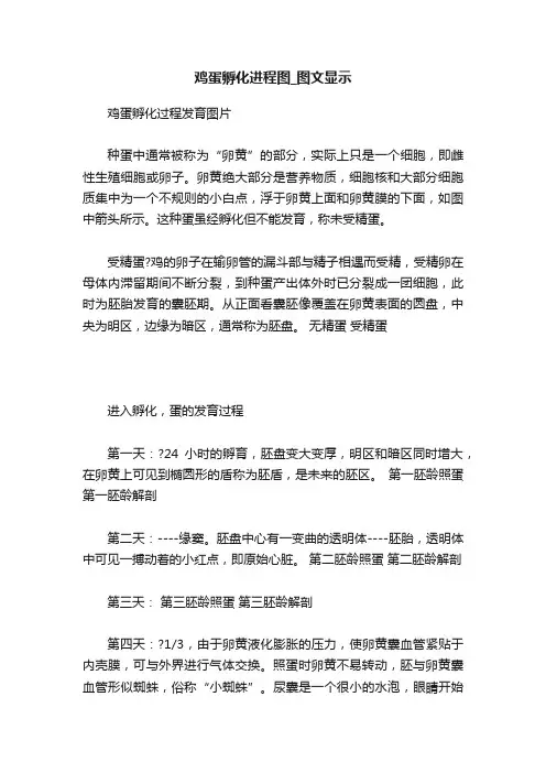 鸡蛋孵化进程图_图文显示