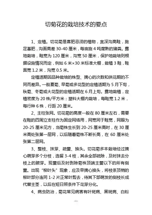 切菊花的栽培技术的要点