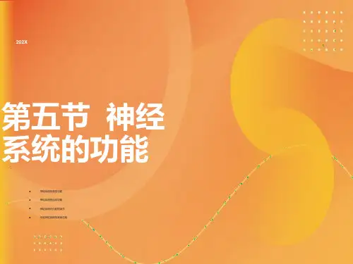 大脑皮质的感觉功能