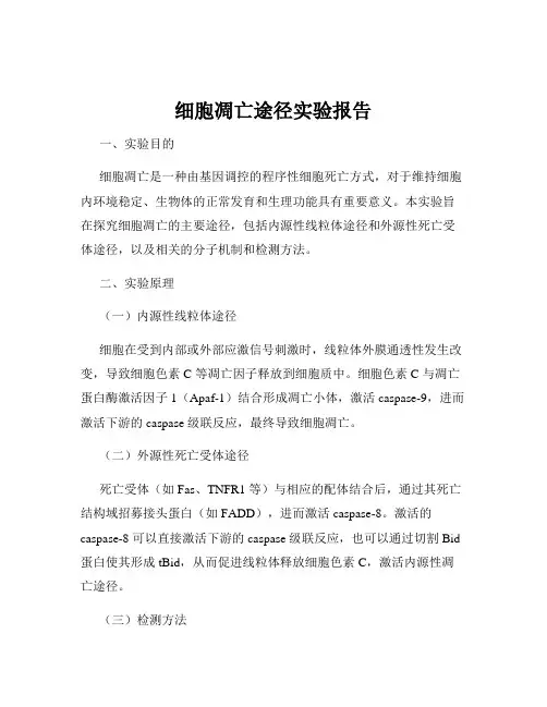 细胞凋亡途径实验报告