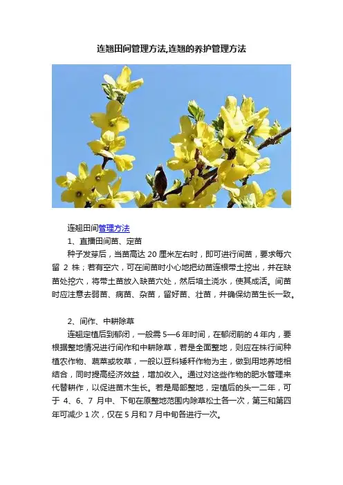 连翘田间管理方法,连翘的养护管理方法