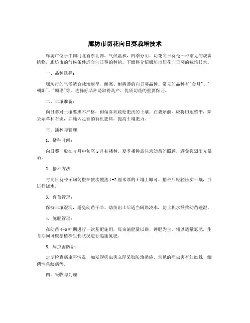 廊坊市切花向日葵栽培技术