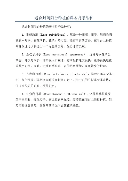 适合封闭阳台种植的藤本月季品种