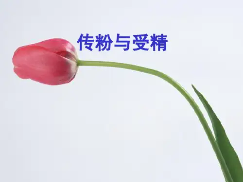 传粉与受精ppt1 济南版