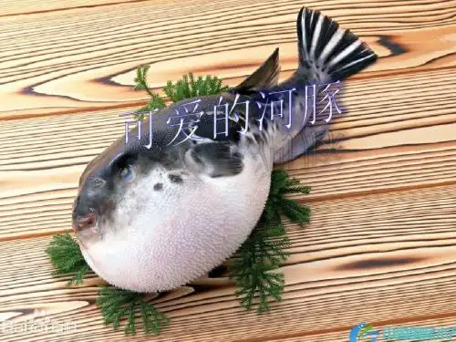 河豚鱼
