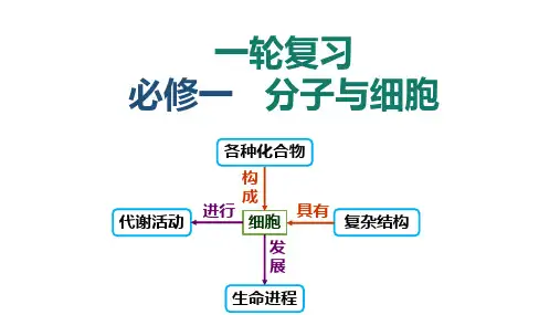 2024届高三生物一轮复习课件第9讲 光合作用的原理和影响因素应用