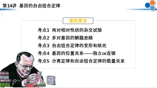 第14讲 自由组合定律-【高考生物一轮复习课件