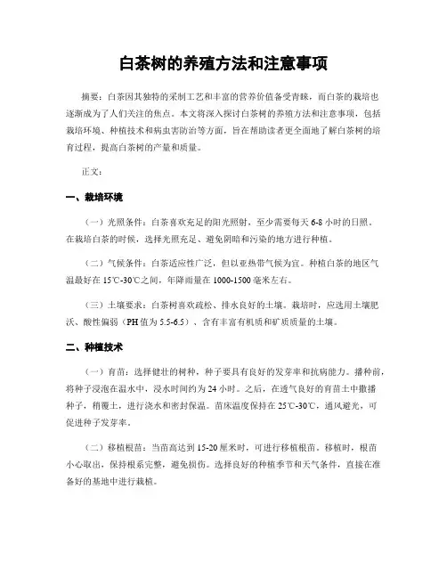 白茶树的养殖方法和注意事项