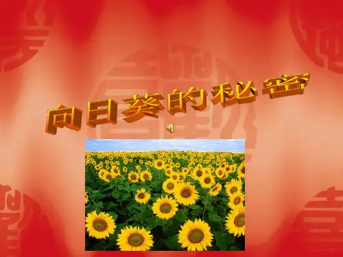 向日葵的秘密