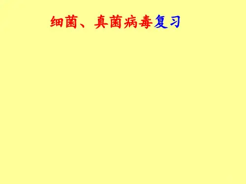 细菌真菌病毒复习-课件