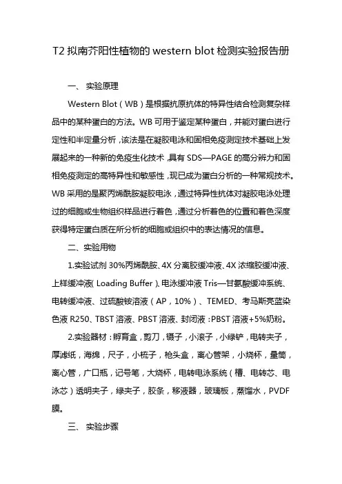 T2拟南芥阳性植物的western blot检测实验报告册