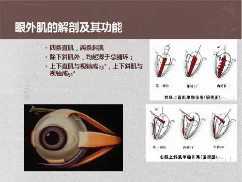 斜弱视的检查与治疗ppt课件