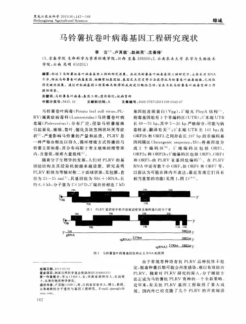马铃薯抗卷叶病毒基因工程研究现状