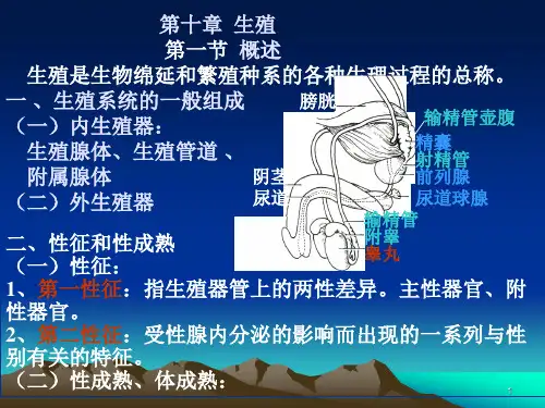 生理学生殖ppt课件