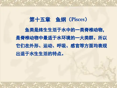 鱼纲