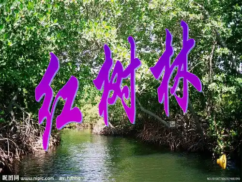 《红树林》PPT课件2  省一等奖课件