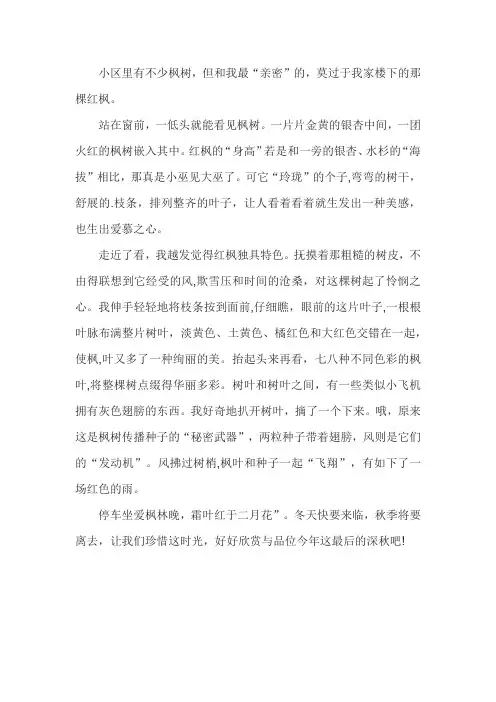 描写枫树的作文300字三年级