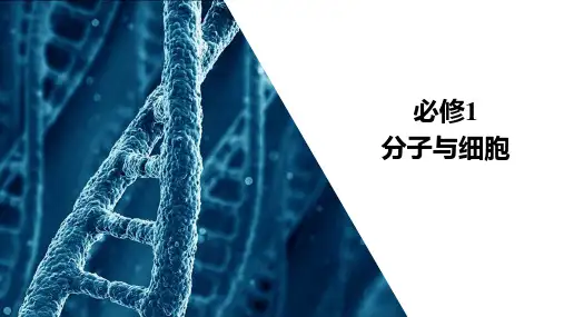 人教版生物必修1高考复习第一轮第1单元第4讲核酸、糖类和脂质