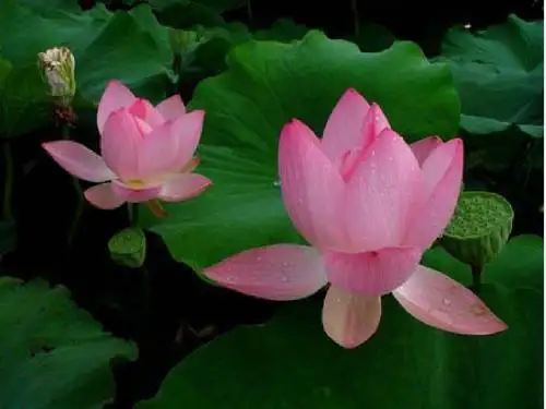 17.莲叶青青