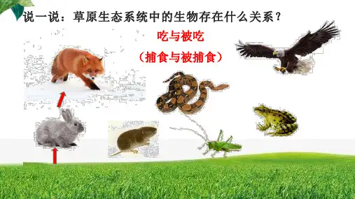 北师大版初中生物八年级下册23.3生态系统的结构和功能课件