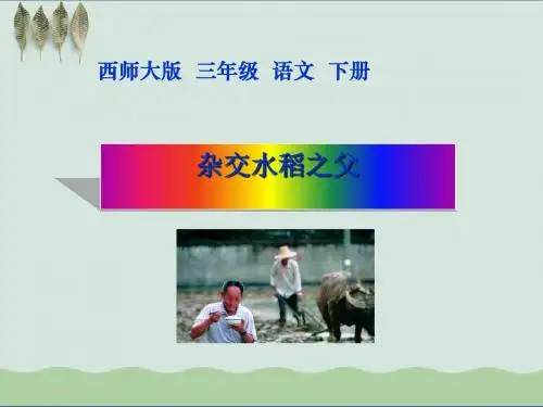 《杂交水稻之父》PPT课件