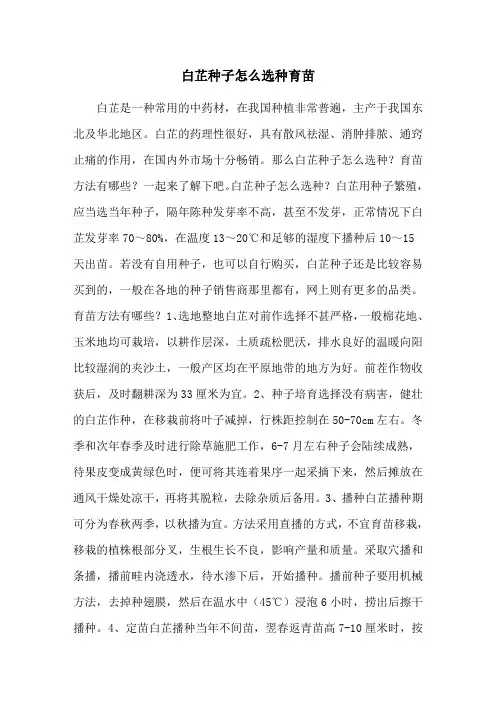 白芷种子怎么选种育苗