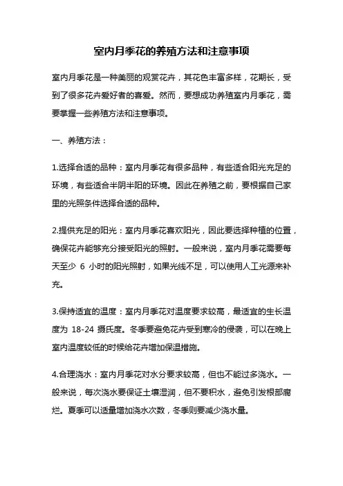 室内月季花的养殖方法和注意事项