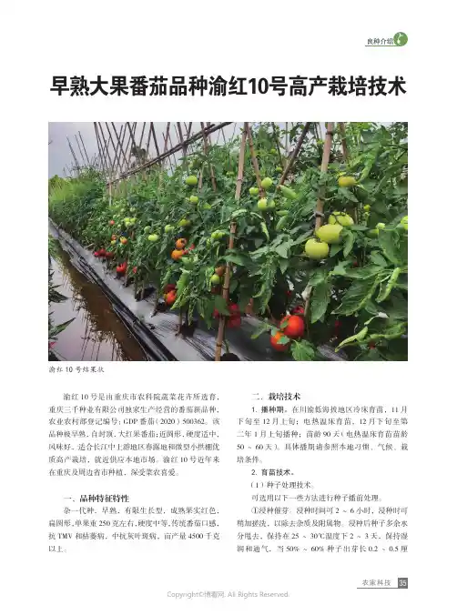 早熟大果番茄品种渝红10_号高产栽培技术