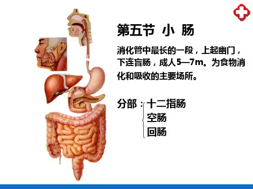 消化系统—小肠(人体解剖学)