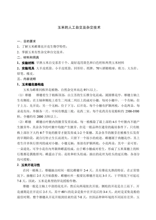 玉米的人工自交及杂交技术