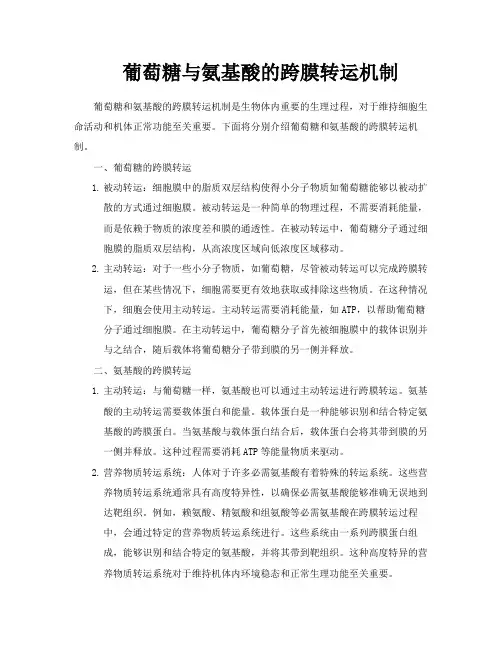 葡萄糖与氨基酸的跨膜转运机制