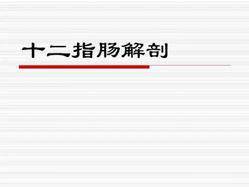 十二指肠解剖_2022年学习资料