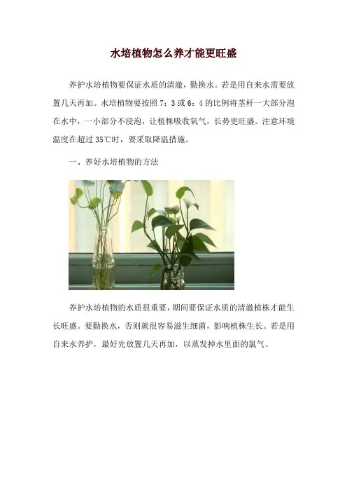水培植物怎么养才能更旺盛