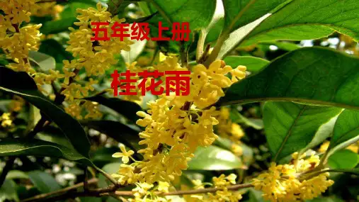 3《桂花雨》课件(共24张PPT)