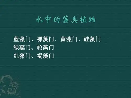 七年级下册生物课件-5.10.2《水中的藻类植物》课件4 苏科版