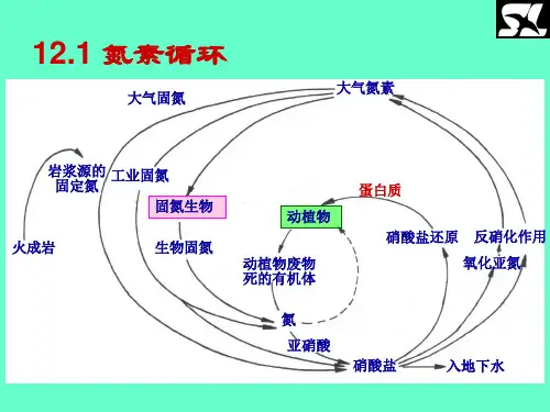 氨的同化及氨基酸的生物合成