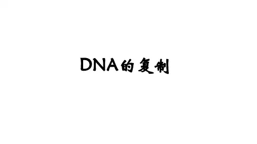 DNA分子的复制