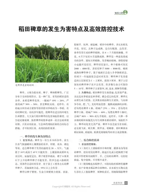 稻田稗草的发生为害特点及高效防控技术