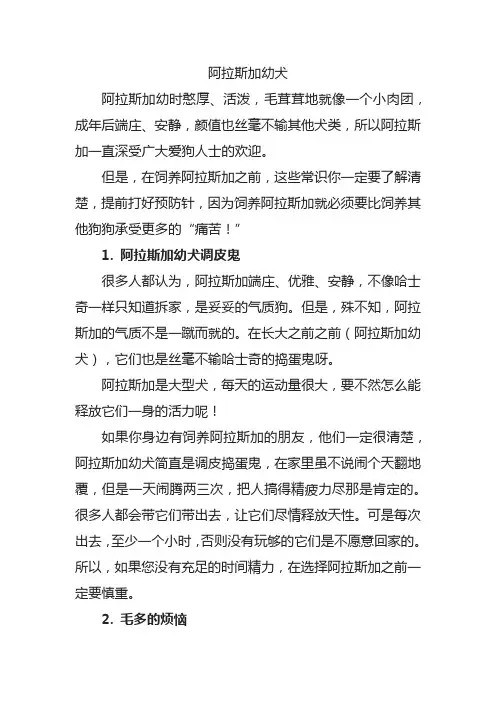 阿拉斯加幼犬
