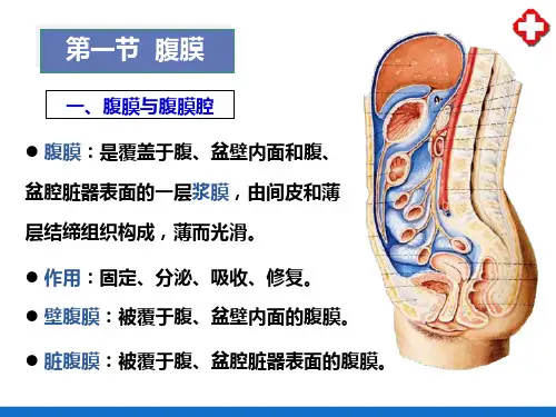 消化系统(人体解剖生理学)