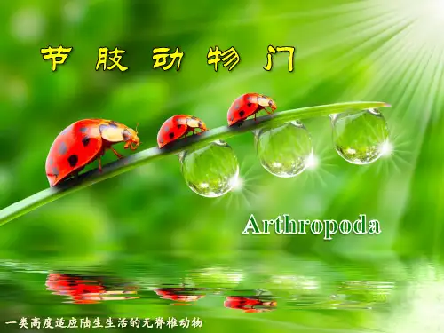 3.8 节肢动物门
